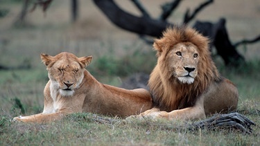 Afrikanische Löwen: Löwenpaar in Kenia.  | Bild: picture-alliance/dpa