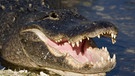Mississippi-Alligator oder Hechtalligator (Alligator mississip., Everglades, Florida, USA, Amerika, Nordamerika | Bild: picture-alliance/dpa