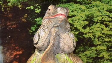 Leguan / Gizmo trägt als Leguan-Männchen die typischen Backensäcke. Sie bestehen aus Fett und Muskelgewebe. Weibchen fehlen diese Wülste. | Bild: BR / Text und Bild Medienproduktion GmbH & Co.KG