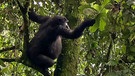 Bald wird dieses Weibchen ein Junges zur Welt bringen. Nur alle vier Jahre bekommen Gorillas Nachwuchs. | Bild: BR/TEXT + BILD Medienproduktion GmbH & Co. KG