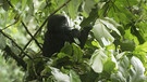 Ein junger Gorilla beobachtet die Besucher. Jeden Tag dürfen kleine Touristengruppen für maximal eine Stunde in die Nähe der seltenen Berggorillas. | Bild: BR/TEXT + BILD Medienproduktion GmbH & Co. KG/