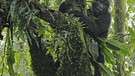 Berggorillas fressen meist Blätter. Die jüngeren holen sie sich oft hoch aus den Bäumen, ältere fressen am Boden. | Bild: BR/TEXT + BILD Medienproduktion GmbH & Co. KG/