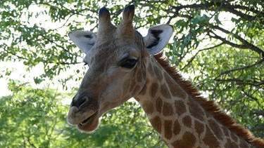 Giraffen haben wie Menschen sieben Halswirbel. Allerdings ist ein Giraffenhalswirbel etwa so groß wie Annas Kopf. | Bild: BR/TEXT + BILD Medienproduktion GmbH & Co. KG/