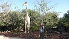 Giraffen werden bis zu 6 Meter groß. Sie sind die größten Landlebewesen der Erde. | Bild: BR/TEXT + BILD Medienproduktion GmbH & Co. KG/