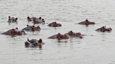 Ein Fluss voller Flusspferde / Nilpferdgruppen bestehen aus einem älteren Bullen und mehreren Weibchen mit ihren Jungtieren. Jüngere Männchen halten sich abseits. | Bild: BR / Text und Bild Medienproduktion