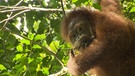 Orang Utans in der Schule / Sobald die Affen gut klettern, selber Nahrung finden und ihr Schlafnest bauen können, werden sie ausgewildert. | Bild: BR / Text und Bild