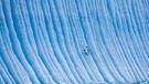Ein Zügelpinguin steht auf einem Eisberg. | Bild: dpa-Bildfunk/Paul Nicklen
