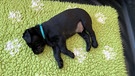 Der kleine Labradorwelpe schläft. | Bild: BR | Ursel Böhm