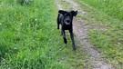 Hund Balous erstes Jahr: Blaou fliegt richtiggehend über die Wiesen. | Bild: BR | Ursel Böhm