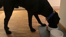 Hund Balous erstes Jahr: der kleine und der große Balou. | Bild: BR | Ursel Böhm