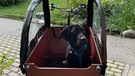 Hund Balou macht eine Fahrradtour. | Bild: BR | Ursel Böhm