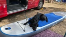 Hund Balou auf einem SUP. | Bild: BR | Ursel Böhm