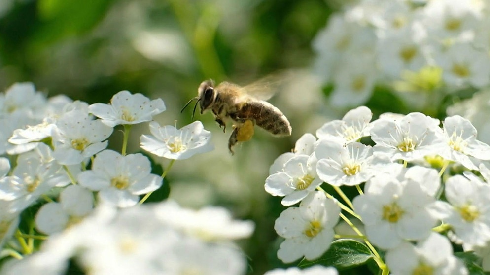 Eine Biene fliegt auf eine Blüte zu. | Bild: BR