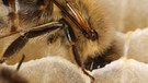 Honigwabe mit Arbeitsbiene | Bild: picture-alliance/dpa
