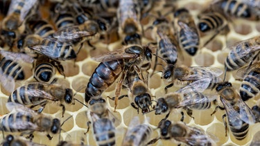 Ein Bienenstaat auf Waben: in der Mitte die Bienenkönigin, umringt von Arbeitsbienen. | Bild: picture-alliance/dpa