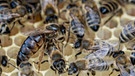 Ein Bienenstaat auf Waben: in der Mitte die Bienenkönigin, umringt von Arbeitsbienen. | Bild: picture-alliance/dpa