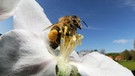 Eine Honigbiene sitzt auf einer Apfelblüte. | Bild: mauritius images