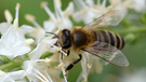 Eine Biene sammelt Nektar an einer Blüte. | Bild:  picture alliance / dpa Themendienst