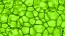 Grüne Blätter durch ein Mikroskop gesehen. | Bild: colourbox.com