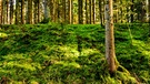 Grünes Moos am Waldboden. | Bild: colourbox.com