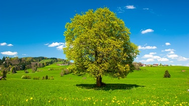 Grüner Baum auf grüner Sommerwiese. | Bild: colourbox.com