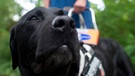 Blindenhund | Bild: picture-alliance/dpa