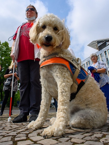 Blindenhund "Sunny" sitzt vor seiner Besitzerin.  | Bild: dpa-Bildfunk/Klaus-Dietmar Gabbert