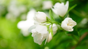 Die weißen Blüten des Jasmin in Großaufnahme | Bild: colourbox.com