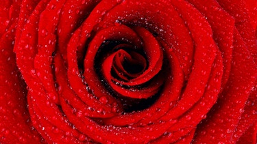 Eine Nahaufnahme einer roten Rose | Bild: colourbox.com