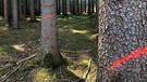 Alle markierten Bäume sind vom Borkenkäfer befallen. | Bild: BR/A. Mack