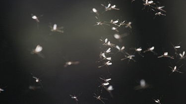 Stechmückenschwarm | Bild: picture alliance / blickwinkel/J. Fieber