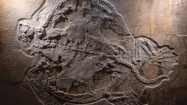 Mobbl - versteinerte Riesenschildkröte | Bild: dpa-Bildfunk