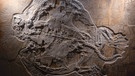 Mobbl - versteinerte Riesenschildkröte | Bild: dpa-Bildfunk