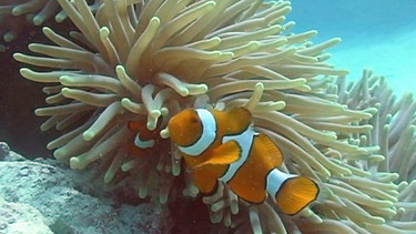 Ein Clownfisch im Great Barrier Reef. | Bild: BR/NDR/Bernd Wolf