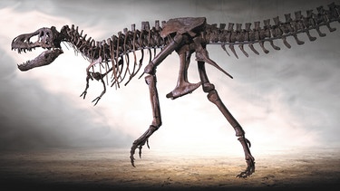 Dinosaurier, T-Rex Rocky Dinosaurier-Museum Altmühltal | Bild: Dinosaurier-Museum Altmühltal, Harry Meister