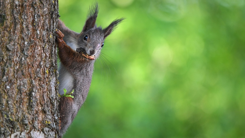 Ein Eichhörnchen klettert mit einem Stück Apfel im Maul einen Baum hinauf. | Bild: dpa-Bildfunk/Felix Kästle