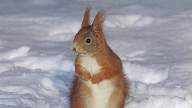 Eichhörnchen im Schnee. | Bild: picture-alliance/dpa