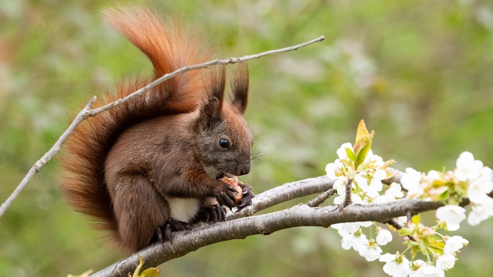 Ein Eichhörnchen sitzt auf einem blühenden Kirschbaum im Berliner Bezirk Tempelhof und isst eine Haselnuss.  | Bild: dpa-Bildfunk/Bernd von Jutrczenka