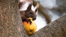 Ein Eichhörnchen frisst auf einem Baum in einem Garten einen Apfel.  | Bild: dpa-Bildfunk/Bernd von Jutrczenka