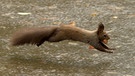 Ein Eichhörnchen springt mit einer Walnuss im Maul über den Boden. | Bild: dpa-Bildfunk/Václav Šálek