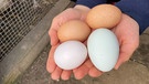 In Hannahs Hühnerstall gibt es verschiedene Hühnerrassen - und deshalb auch viele unterschiedliche Eier. | Bild: BR | Valentin Nowak