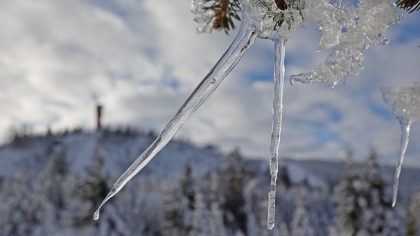 Winter im Harz: Eiszapfen bilden sich an den Zweigen eines Nadelbaums. | Bild: dpa-Bildfunk/Matthias Bein