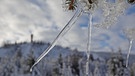 Winter im Harz: Eiszapfen bilden sich an den Zweigen eines Nadelbaums. | Bild: dpa-Bildfunk/Matthias Bein