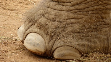 Der Fuß eines Elefanten in Großaufnahme | Bild: picture alliance | Martina Raedlein
