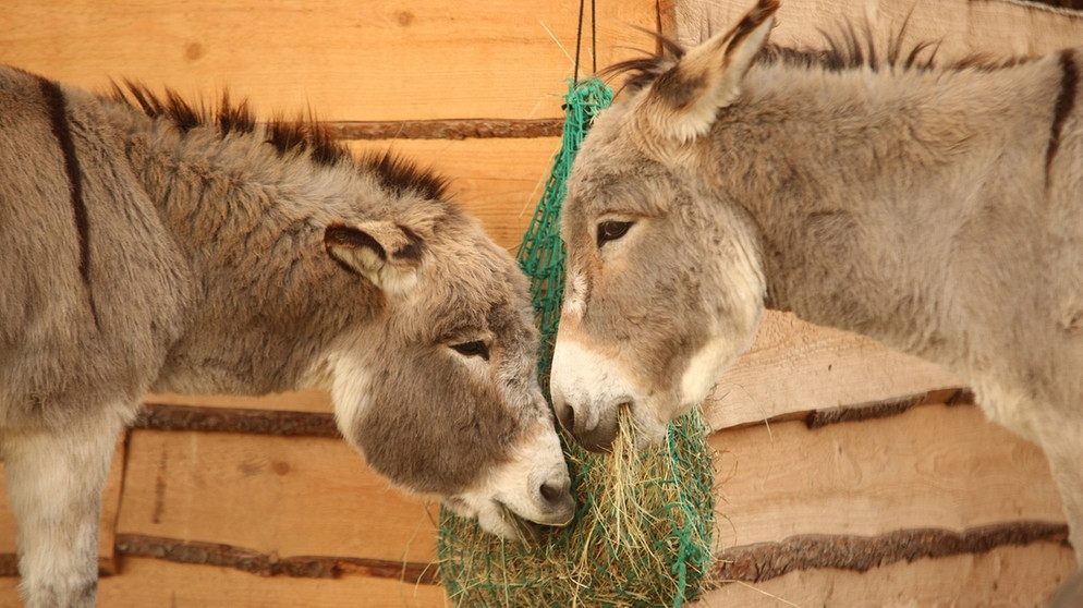 Zwei Esel fressen auf der Eselfarm "Eselwerk" aus einem Netz. Mit insgesamt sieben Tieren werden Trekkingtouren und auch Eselcampausflüge über ein ganzes Wochenende angeboten. | Bild: dpa-Bildfunk/Matthias Bein