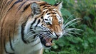 Fauchender Tiger. | Bild: BR/Jens-Uwe Heins