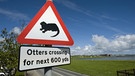Ein Warnschild, dass Fischotter die Straße überqueren könnten, steht in Schottland am Straßenrand. | Bild: picture-alliance/dpa