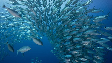Ein Fischschwarm. | Bild: picture-alliance/dpa
