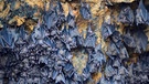 Hunderte Fledermäuse in einer Höhle direkt über dem Altar des Fledermaustempels Goa Lawah, auf Bali (Indonesien). | Bild: picture alliance / Bildagentur-online/McPhoto-Schul | Bildagentur-online/McPhoto-Schulz