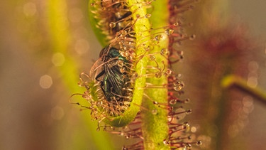 Der Sonnentau hat sich eingerollt, um die gefangene Fliege zu verdauen. | Bild: colourbox.com
